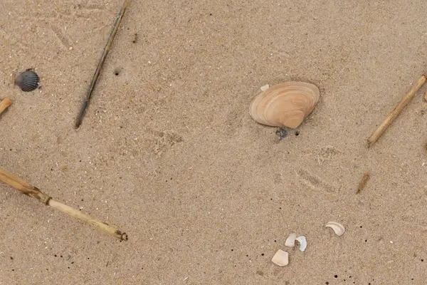 Bu küçük midye kabuğu resimde plajda duruyordu. Bronz kabuk, kumların kahverengi tanelerine karşı duruyor. Onu buraya getiren gelgitten kalan deniz enkazı var..