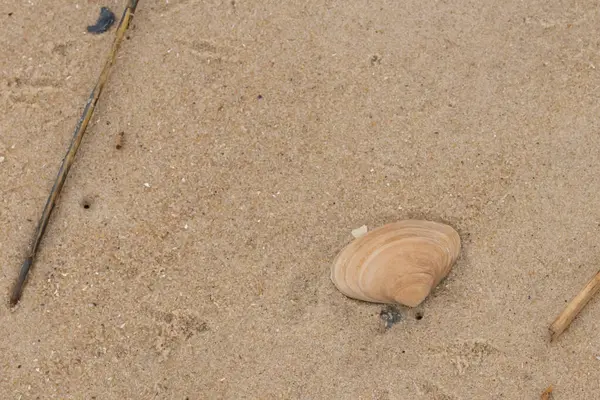 Bu küçük midye kabuğu resimde plajda duruyordu. Bronz kabuk, kumların kahverengi tanelerine karşı duruyor. Onu buraya getiren gelgitten kalan deniz enkazı var..