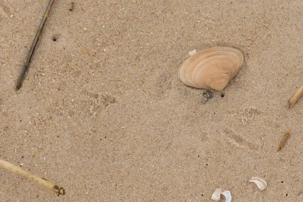 Bu küçük midye kabuğu resimde plajda duruyordu. Bronz kabuk, kumların kahverengi tanelerine karşı duruyor. Onu buraya getiren gelgitten kalan deniz enkazı var..