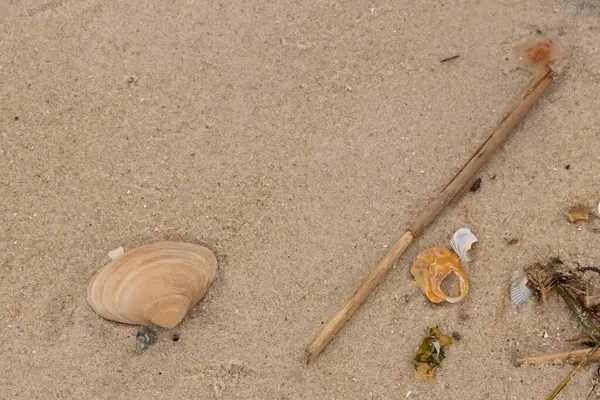 Bu küçük midye kabuğu resimde plajda duruyordu. Bronz kabuk, kumların kahverengi tanelerine karşı duruyor. Onu buraya getiren gelgitten kalan deniz enkazı var..