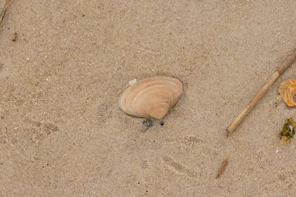 Bu küçük midye kabuğu resimde plajda duruyordu. Bronz kabuk, kumların kahverengi tanelerine karşı duruyor. Onu buraya getiren gelgitten kalan deniz enkazı var..