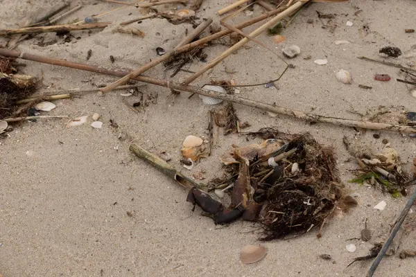 Bu sahildeki bir görüntü. Sahile gidenlerin toplaması için çok fazla deniz canlısı kum taneciklerine bulaştı. Deniz kabuğu parçaları dalgalar tarafından yuvarlanan yumuşak çakıl taşlarıyla her yerde yatıyordu..