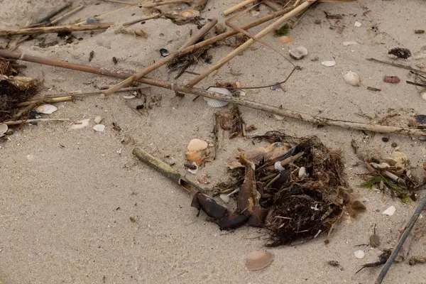 Bu sahildeki bir görüntü. Sahile gidenlerin toplaması için çok fazla deniz canlısı kum taneciklerine bulaştı. Deniz kabuğu parçaları dalgalar tarafından yuvarlanan yumuşak çakıl taşlarıyla her yerde yatıyordu..