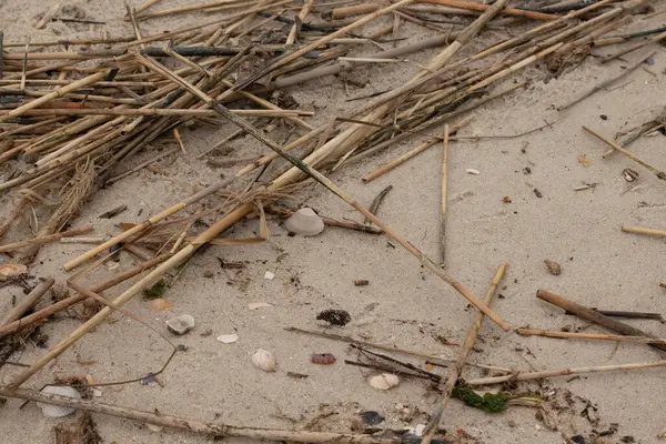Bu sahildeki bir görüntü. Sahile gidenlerin toplaması için çok fazla deniz canlısı kum taneciklerine bulaştı. Deniz kabuğu parçaları dalgalar tarafından yuvarlanan yumuşak çakıl taşlarıyla her yerde yatıyordu..
