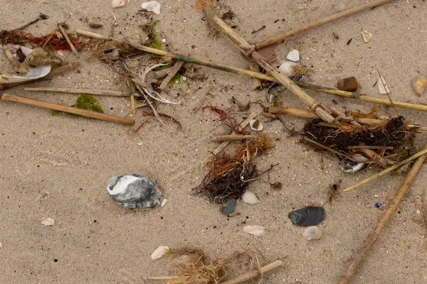 Bu gri istiridye kabuğu sahilde yatıyordu. Siyahlar ve beyazlar da deniz kabuklarında. Kahverengi kum taneleri ve deniz atıkları her yerde. Sazlıklar ve küçük çakıl taşları da onunla birlikte..
