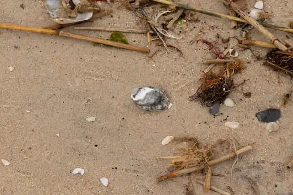 Bu gri istiridye kabuğu sahilde yatıyordu. Siyahlar ve beyazlar da deniz kabuklarında. Kahverengi kum taneleri ve deniz atıkları her yerde. Sazlıklar ve küçük çakıl taşları da onunla birlikte..