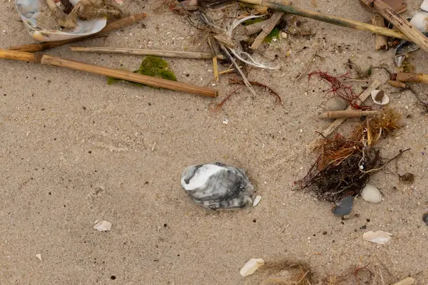 Bu gri istiridye kabuğu sahilde yatıyordu. Siyahlar ve beyazlar da deniz kabuklarında. Kahverengi kum taneleri ve deniz atıkları her yerde. Sazlıklar ve küçük çakıl taşları da onunla birlikte..