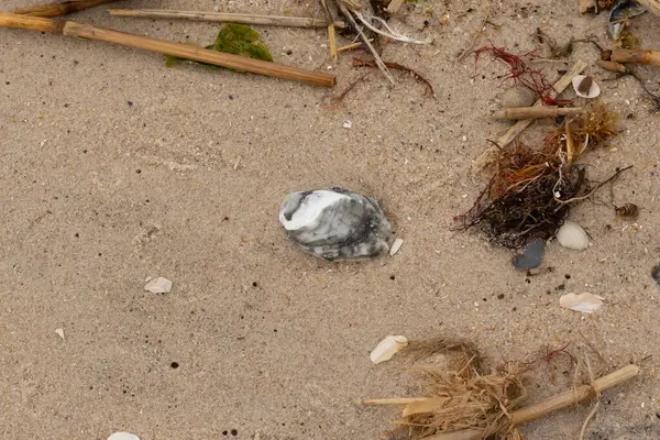 Bu gri istiridye kabuğu sahilde yatıyordu. Siyahlar ve beyazlar da deniz kabuklarında. Kahverengi kum taneleri ve deniz atıkları her yerde. Sazlıklar ve küçük çakıl taşları da onunla birlikte..