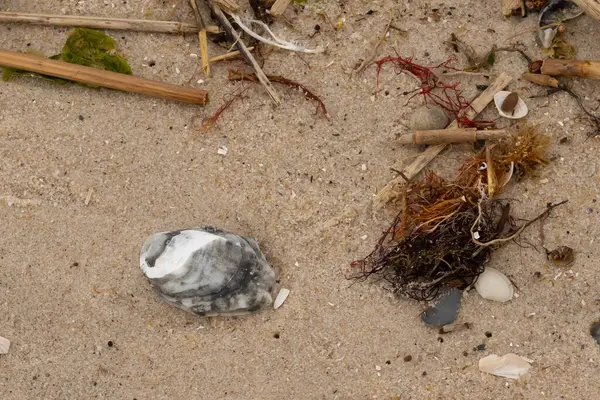 Bu gri istiridye kabuğu sahilde yatıyordu. Siyahlar ve beyazlar da deniz kabuklarında. Kahverengi kum taneleri ve deniz atıkları her yerde. Sazlıklar ve küçük çakıl taşları da onunla birlikte..