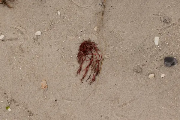 Bu kırmızı yosun parçası bu resimde sahile vurmuş. Tuzlu suyun gelgitleri onu kum tanelerinin üzerine fırlattı. Hamur kabuğu parçaları ve kum taneleri her yerde yatıyordu..