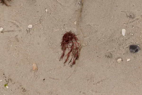 Bu kırmızı yosun parçası bu resimde sahile vurmuş. Tuzlu suyun gelgitleri onu kum tanelerinin üzerine fırlattı. Hamur kabuğu parçaları ve kum taneleri her yerde yatıyordu..