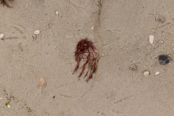 Bu kırmızı yosun parçası bu resimde sahile vurmuş. Tuzlu suyun gelgitleri onu kum tanelerinin üzerine fırlattı. Hamur kabuğu parçaları ve kum taneleri her yerde yatıyordu..