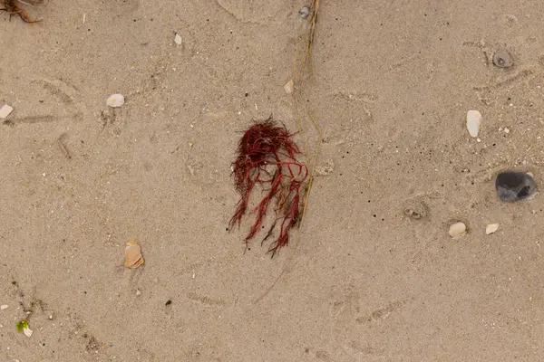 Bu kırmızı yosun parçası bu resimde sahile vurmuş. Tuzlu suyun gelgitleri onu kum tanelerinin üzerine fırlattı. Hamur kabuğu parçaları ve kum taneleri her yerde yatıyordu..