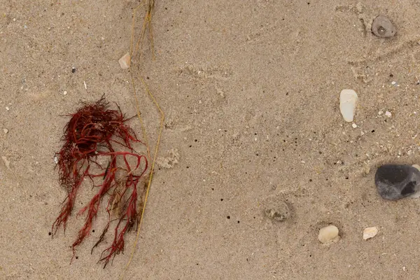 Bu kırmızı yosun parçası bu resimde sahile vurmuş. Tuzlu suyun gelgitleri onu kum tanelerinin üzerine fırlattı. Hamur kabuğu parçaları ve kum taneleri her yerde yatıyordu..