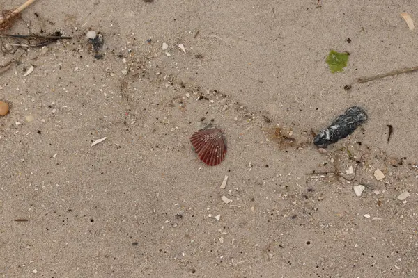 Bu sahilde oturan bir deniz kabuğunun görüntüsü. Kaburgalı güzel siyah kabuk 