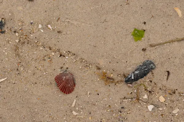Bu sahilde oturan bir deniz kabuğunun görüntüsü. Kaburgalı güzel siyah kabuk 