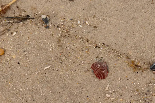 Bu sahilde oturan bir deniz kabuğunun görüntüsü. Kaburgalı güzel siyah kabuk 