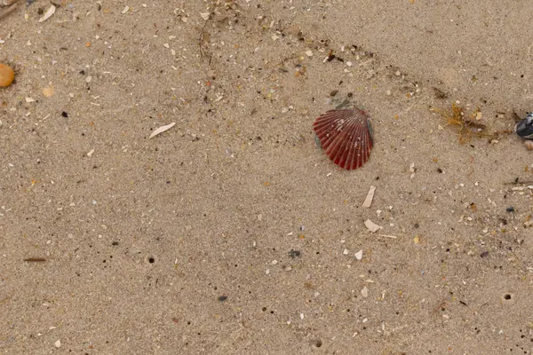 Bu sahilde oturan bir deniz kabuğunun görüntüsü. Kaburgalı güzel siyah kabuk 