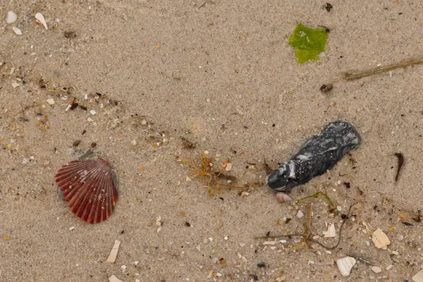 Bu sahilde oturan bir deniz kabuğunun görüntüsü. Kaburgalı güzel siyah kabuk 