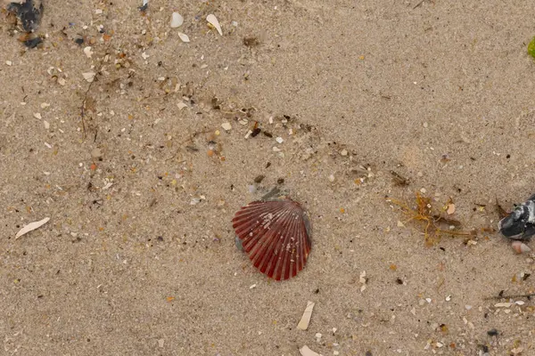 Bu güzel kırmızı deniz tarağı kabuğu sahilde yatıyordu. Her yerde kahverengi kum taneleri ve içinde taş lekeleri var. Bu güzel deniz kabuğu neredeyse bir yelpaze gibi görünüyor..