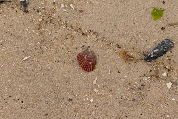 Bu sahilde oturan bir deniz kabuğunun görüntüsü. Kaburgalı güzel siyah kabuk 