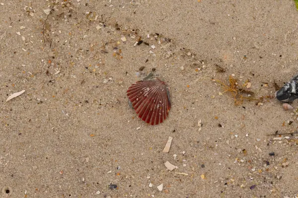 Bu güzel kırmızı deniz tarağı kabuğu sahilde yatıyordu. Her yerde kahverengi kum taneleri ve içinde taş lekeleri var. Bu güzel deniz kabuğu neredeyse bir yelpaze gibi görünüyor..