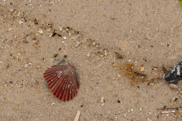 Bu güzel kırmızı deniz tarağı kabuğu sahilde yatıyordu. Her yerde kahverengi kum taneleri ve içinde taş lekeleri var. Bu güzel deniz kabuğu neredeyse bir yelpaze gibi görünüyor..