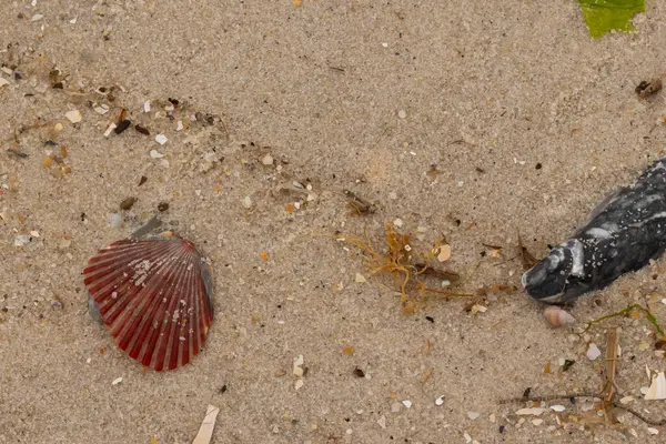 Kumsalda istiridye kabuğunun yanında duran bu güzel kırmızı deniz tarağı kabuğu. Her yerde kahverengi kum taneleri ve içinde taş lekeleri var. Bu güzel deniz kabuğu neredeyse bir yelpaze gibi görünüyor..