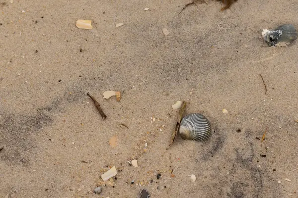 Bu sahilde oturan bir deniz kabuğunun görüntüsü. Kaburgalı güzel siyah kabuk 
