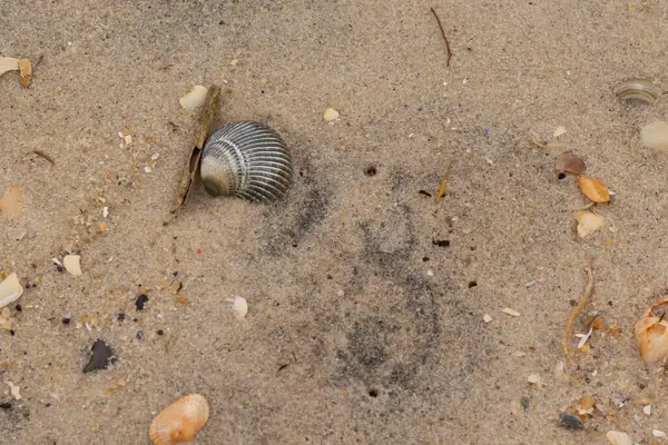 Bu sahilde oturan bir deniz kabuğunun görüntüsü. Kaburgalı güzel siyah kabuk 