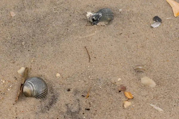 Bu sahilde oturan bir deniz kabuğunun görüntüsü. Kaburgalı güzel siyah kabuk 