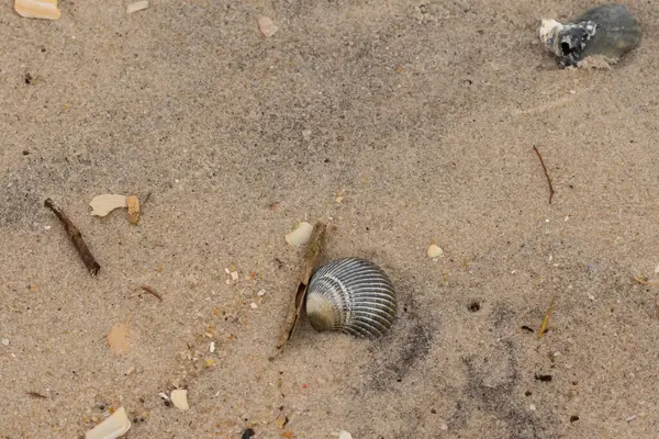 Bu sahilde oturan bir deniz kabuğunun görüntüsü. Kaburgalı güzel siyah kabuk 