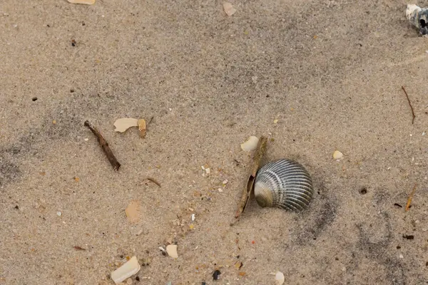 Bu sahilde oturan bir deniz kabuğunun görüntüsü. Kaburgalı güzel siyah kabuk 