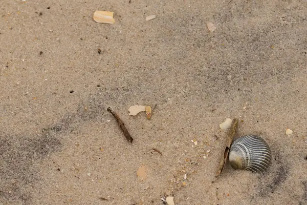 Bu sahilde oturan bir deniz kabuğunun görüntüsü. Kaburgalı güzel siyah kabuk 