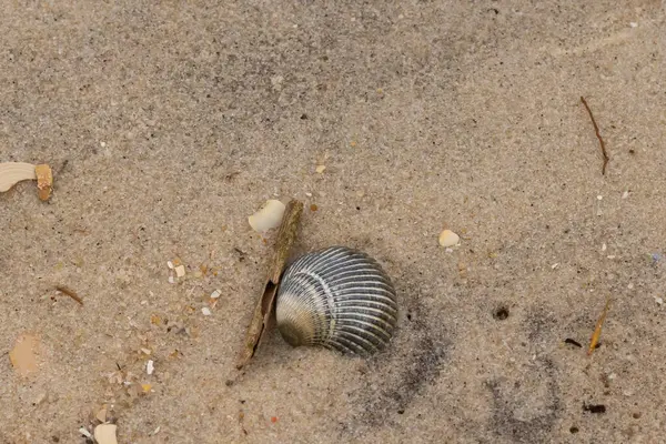 Bu sahilde oturan bir deniz kabuğunun görüntüsü. Kaburgalı güzel siyah kabuk 
