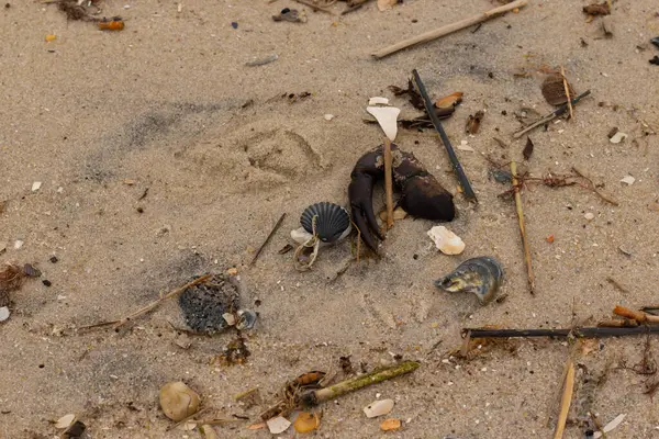 Bu, kumdaki deniz enkazının çok güzel bir görüntüsü. Deniz yaşamının tüm parçaları kumlu kumsalda karaya vurdu. Büyük bir yengeç pençesi siyah bir deniz tarağı kabuğuyla görülebilir..