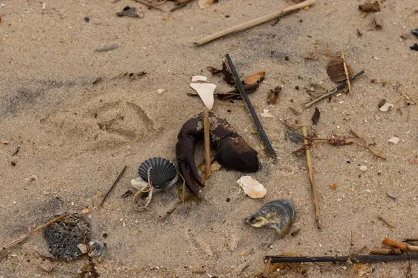 Bu, kumdaki deniz enkazının çok güzel bir görüntüsü. Deniz yaşamının tüm parçaları kumlu kumsalda karaya vurdu. Büyük bir yengeç pençesi siyah bir deniz tarağı kabuğuyla görülebilir..