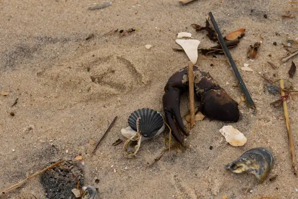 Bu, kumdaki deniz enkazının çok güzel bir görüntüsü. Deniz yaşamının tüm parçaları kumlu kumsalda karaya vurdu. Büyük bir yengeç pençesi siyah bir deniz tarağı kabuğuyla görülebilir..