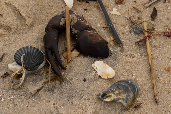 Bu, kumdaki deniz enkazının çok güzel bir görüntüsü. Deniz yaşamının tüm parçaları kumlu kumsalda karaya vurdu. Büyük bir yengeç pençesi siyah bir deniz tarağı kabuğuyla görülebilir..