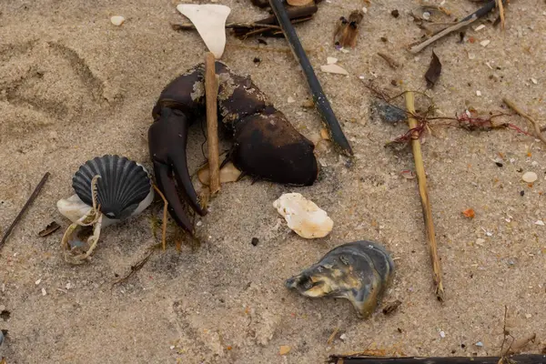 Bu, kumdaki deniz enkazının çok güzel bir görüntüsü. Deniz yaşamının tüm parçaları kumlu kumsalda karaya vurdu. Büyük bir yengeç pençesi siyah bir deniz tarağı kabuğuyla görülebilir..