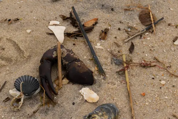 Bu, kumdaki deniz enkazının çok güzel bir görüntüsü. Deniz yaşamının tüm parçaları kumlu kumsalda karaya vurdu. Büyük bir yengeç pençesi siyah bir deniz tarağı kabuğuyla görülebilir..