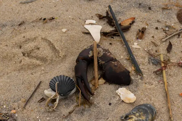 Bu, kumdaki deniz enkazının çok güzel bir görüntüsü. Deniz yaşamının tüm parçaları kumlu kumsalda karaya vurdu. Büyük bir yengeç pençesi siyah bir deniz tarağı kabuğuyla görülebilir..