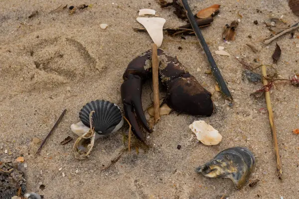 Bu, kumdaki deniz enkazının çok güzel bir görüntüsü. Deniz yaşamının tüm parçaları kumlu kumsalda karaya vurdu. Büyük bir yengeç pençesi siyah bir deniz tarağı kabuğuyla görülebilir..