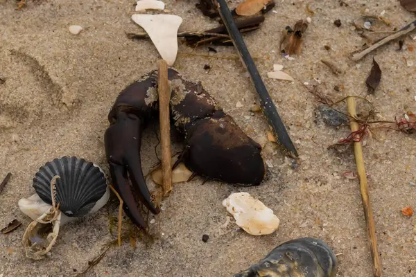 Bu, kumdaki deniz enkazının çok güzel bir görüntüsü. Deniz yaşamının tüm parçaları kumlu kumsalda karaya vurdu. Büyük bir yengeç pençesi siyah bir deniz tarağı kabuğuyla görülebilir..