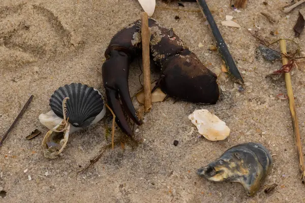 Bu, kumdaki deniz enkazının çok güzel bir görüntüsü. Deniz yaşamının tüm parçaları kumlu kumsalda karaya vurdu. Büyük bir yengeç pençesi siyah bir deniz tarağı kabuğuyla görülebilir..