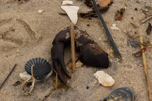 Bu, kumdaki deniz enkazının çok güzel bir görüntüsü. Deniz yaşamının tüm parçaları kumlu kumsalda karaya vurdu. Büyük bir yengeç pençesi siyah bir deniz tarağı kabuğuyla görülebilir..