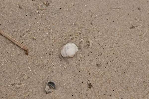 Kumsalda deniz kabuğu