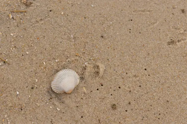 Bu sahilde oturan bir deniz kabuğunun görüntüsü. Kaburgalı beyaz kabuk kan gemisi olarak bilinir. Etraftaki güzel kum taneleri diğer tuzlu su artıklarıyla birlikte..
