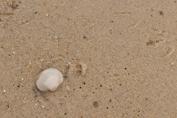 Bu sahilde oturan bir deniz kabuğunun görüntüsü. Kaburgalı beyaz kabuk kan gemisi olarak bilinir. Etraftaki güzel kum taneleri diğer tuzlu su artıklarıyla birlikte..