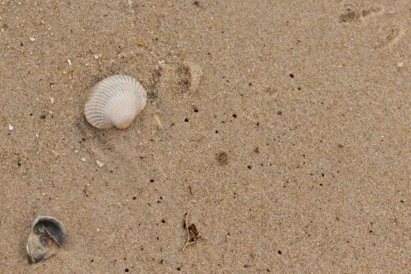 Bu sahilde oturan bir deniz kabuğunun görüntüsü. Kaburgalı beyaz kabuk kan gemisi olarak bilinir. Etraftaki güzel kum taneleri diğer tuzlu su artıklarıyla birlikte..